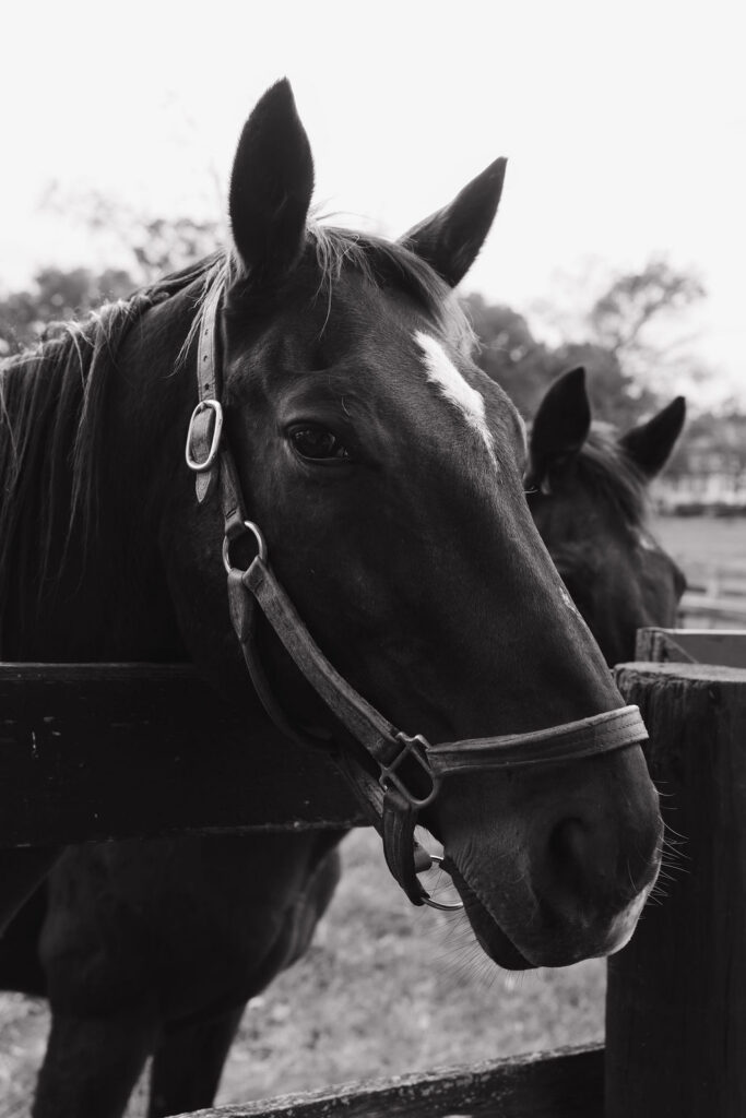 Two thoroughbred horses at Hermitage Farm posing for the camera.